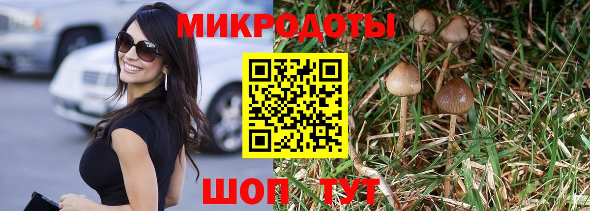 Псилоцибиновые грибы Psilocybe Тобольск